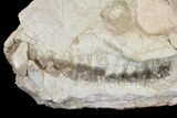 Fossil Oreodont (Merycoidodon) Skull - Wyoming #144156-6